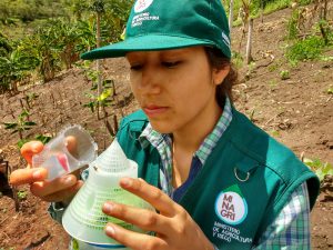 Senasa - San Martín - Prevención en cultivos de algodón, uva y cítricos