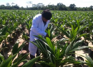 Ucayali: Cuarentena posentrada de semillas de palma aceitera