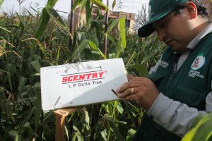 Senasa - Vigilancia fitosanitaria de plagas cuarentenarias no presentes en el Perú