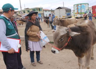 Junín: Vacunación preventiva contra carbunco sintomático y edema maligno