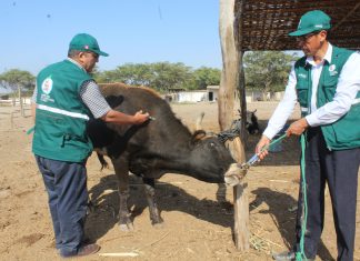 Lambayeque: Senasa prioriza vacunación contra el Ántrax y Carbunco sintomático