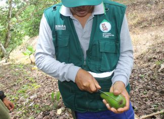 Junín: Monitoreo de la plaga Stenoma catenifer del palto