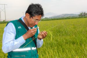 Senasa - Evaluación de cultivos de arroz en Áncash