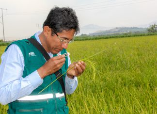 Senasa: Evaluación de cultivos de arroz en Áncash