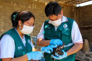Senasa - Monitoreo preventivo de Influenza aviar en playas y perihumedales de Áncash