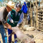 Senasa mantiene bajo control brote de Peste Porcina en Pariacoto