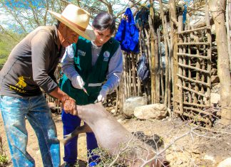Áncash: Vacunan más de siete mil cerdos contra la peste porcina