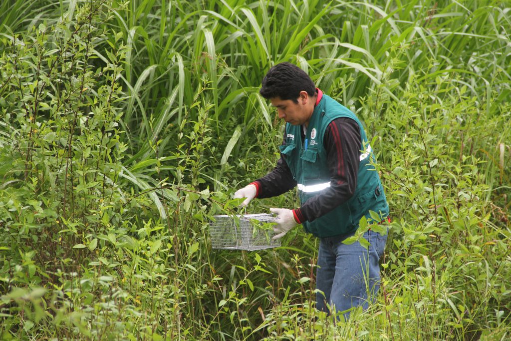 Senasa - Monitoreo y evaluación de plaga de roedores en distrito de Macate