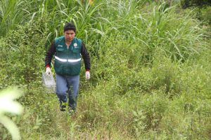 Senasa - Monitoreo y evaluación de plaga de roedores en distrito de Macate
