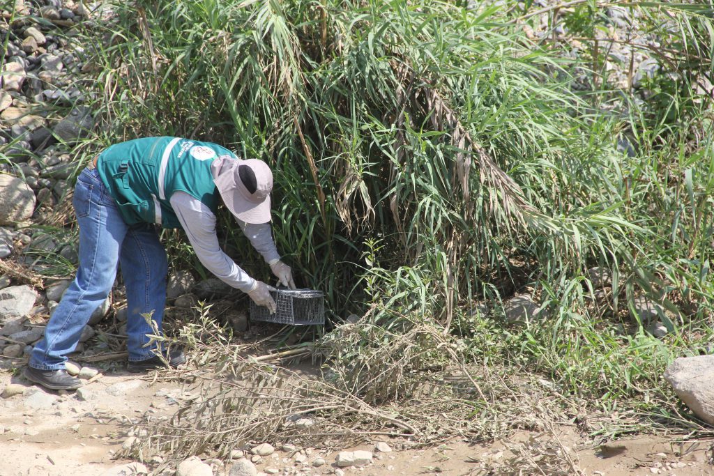 Senasa - Monitoreo y evaluación de plaga de roedores en distrito de Macate