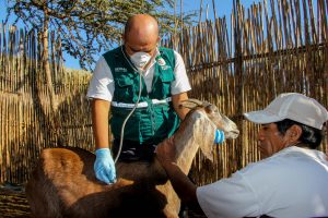 Senasa resguarda sanidad animal frente a estado de emergencia