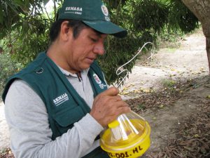Senasa - Monitoreo de incidencia de plaga Mosca de la Fruta