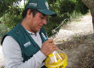 Senasa: Monitoreo de incidencia de plaga Mosca de la Fruta en frontera con Ecuador