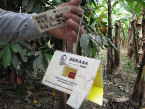 Senasa - Monitoreo de incidencia de plaga Mosca de la Fruta
