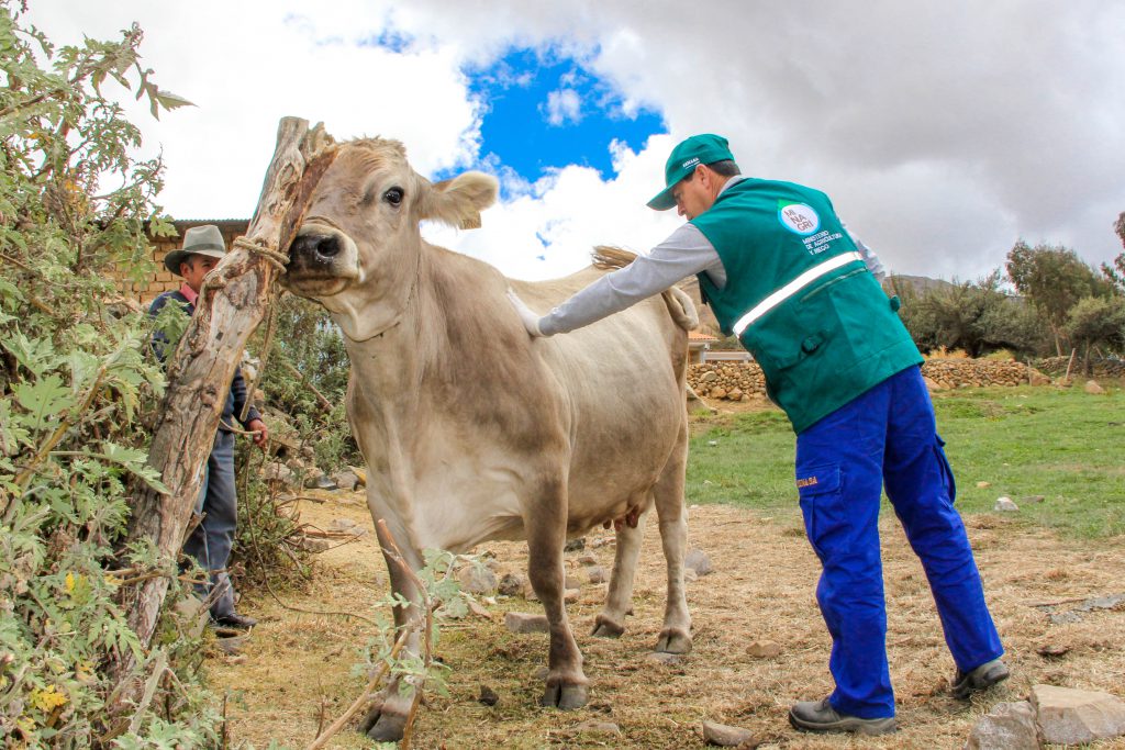 Senasa resguarda sanidad animal frente a estado de emergencia