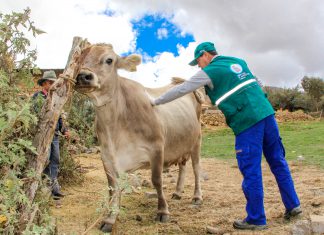 Áncash: Senasa resguarda sanidad animal frente a estado de emergencia