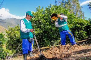 Senasa - Erradicación de Moscas de la Fruta en el Valle de Nepeña