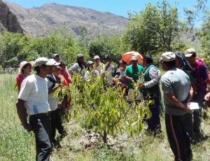 Senasa - Instruyendo a los productores en el manejo integrado de plagas