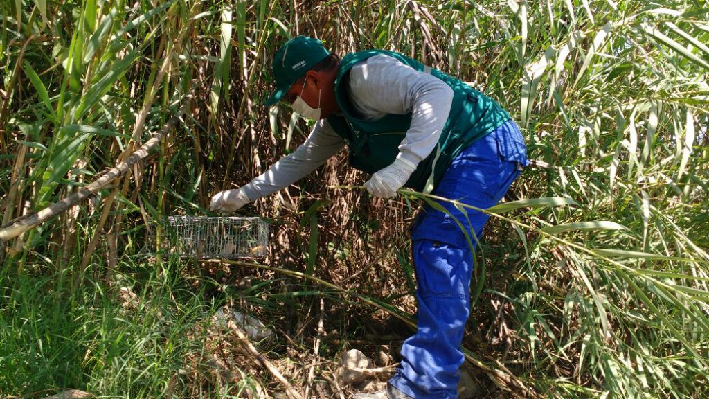 Senasa evalúa incidencia de plaga de roedores en cultivos de maíz