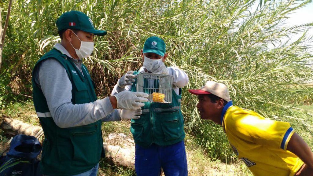 Senasa evalúa incidencia de plaga de roedores en cultivos de maíz