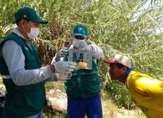 Ica: Servidores del campo evalúan incidencia de plaga de roedores en cultivos de maíz