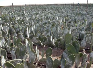 Adex: Lluvias tuvieron impacto mínimo en cultivos de cochinilla