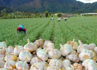 Ocex: Exportaciones peruanas de ajos frescos a Brasil crecieron 1,429%