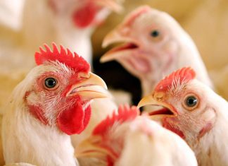 Senasa suspende importaciones de aves vivas y sus derivados procedentes de Francia