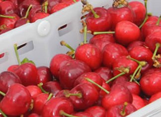 En el 2016 se importaron más de 3 millones de kilos de ciruelas frescas