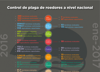 Senasa: Control de plaga de roedores a nivel nacional