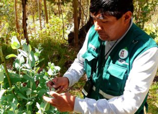 Senasa: Establecen requisitos para importación de diversos controladores biológicos