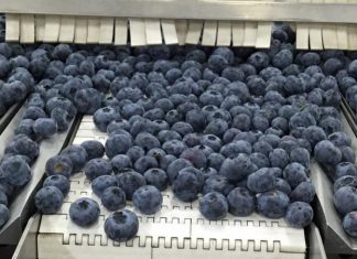 El arándano argentino pierde terreno por falta de competitividad