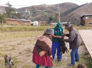 Senasa - Vacunan más de 5 mil cerdos en Apurímac durante enero