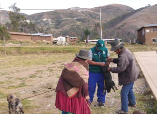 Senasa: Vacunan más de 5 mil cerdos en Apurímac durante enero