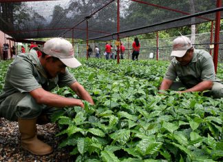 INEI: Actividad del sector agropecuario se expandió en 1.80% en 2016