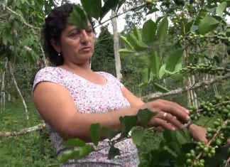 Senasa: Escuelas de Campo de Agricultores y Cafetaleros de Satipo y Chanchamayo
