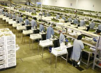 Crean Mesa Ejecutiva para la Agroexportación