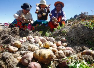 Huánuco sembraría 40 mil hectáreas de papa este año