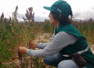 Senasa: La ruta sanitaria que sigue la quinua para su ingreso a China