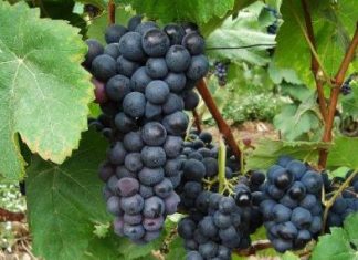 Perú se consolida como el segundo exportador de uvas a EE.UU. y quinto al mundo