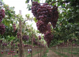 Avanzan las gestiones para el acceso de uva, granadilla, pimiento morrón y miel de abeja al mercado chileno
