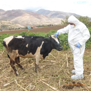 Senasa oficializa calendario de vacunación contra carbunco sintomático en Huánuco