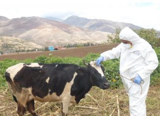 Senasa oficializa calendario de vacunación contra carbunco sintomático en Huánuco