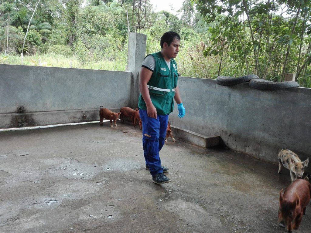 Senasa - Continúa vacunación de ganado porcino en Satipo y Chanchamayo