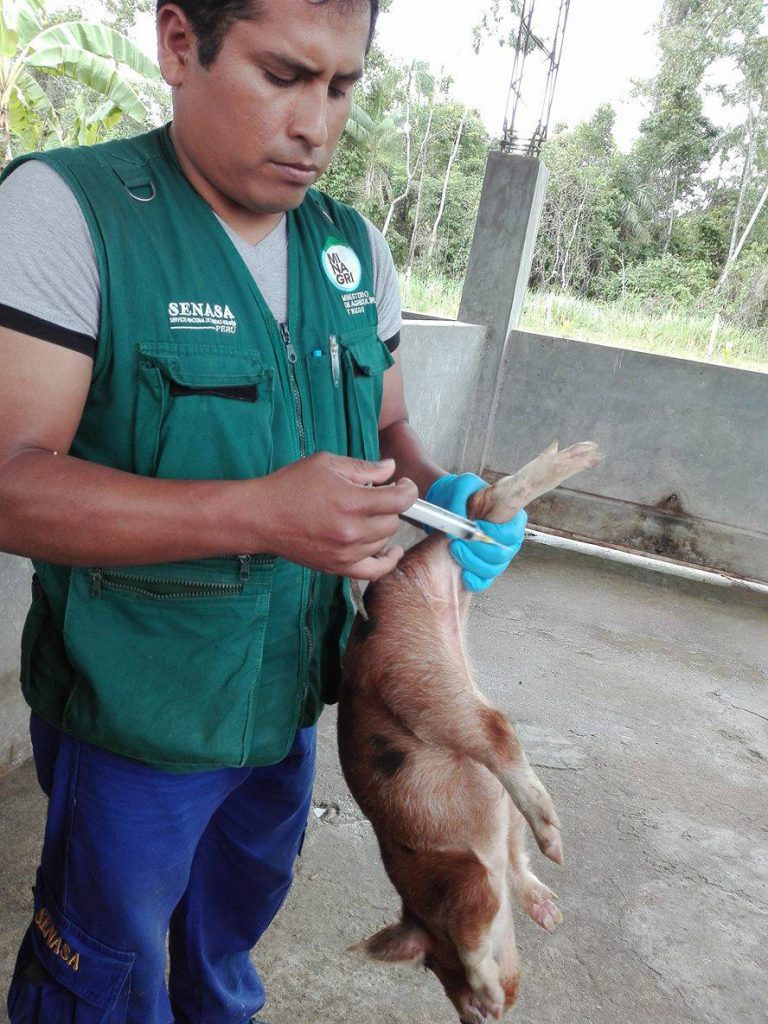 Senasa - Continúa vacunación de ganado porcino en Satipo y Chanchamayo