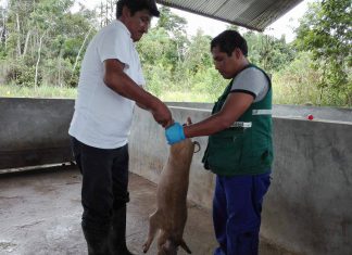 Senasa: Continúa vacunación de ganado porcino en Satipo y Chanchamayo