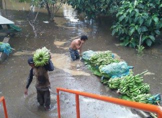 Reconstrucción, la siguiente tarea del sector agropecuario tras el Fenómeno El Niño