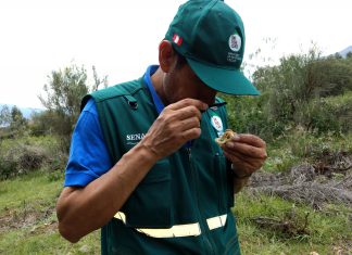 Senasa: Acciones de vigilancia para el control de plagas en cultivo de quinua