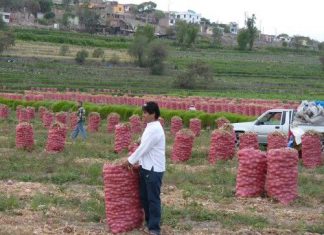 Cosecha abundante y precios bajos caracterizan el mercado de la cebolla en Perú