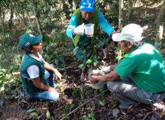 Cusco: Senasa realiza acciones para minimizar presencia de Roya Amarilla